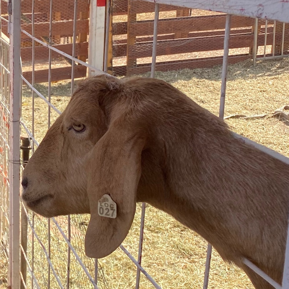 Meet your Posher, Lucy